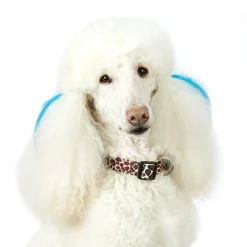 Casual Canine Animal Print Collars