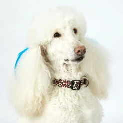 Casual Canine Animal Print Collars