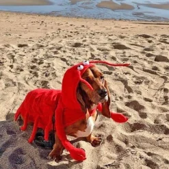 Casual Canine Lobster Paws Dog Costumes