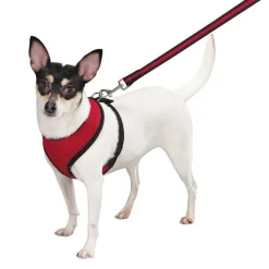 Casual Canine Mesh Harnesses