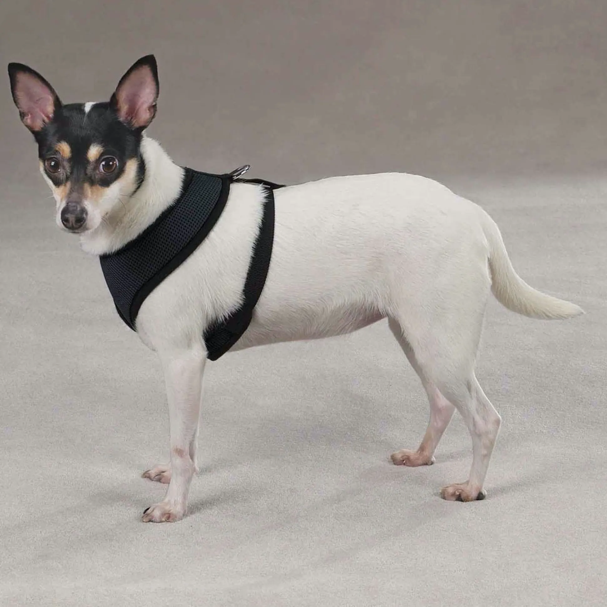 Casual Canine Mesh Harnesses