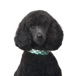 Casual Canine Pooch Patterns Dog Collars