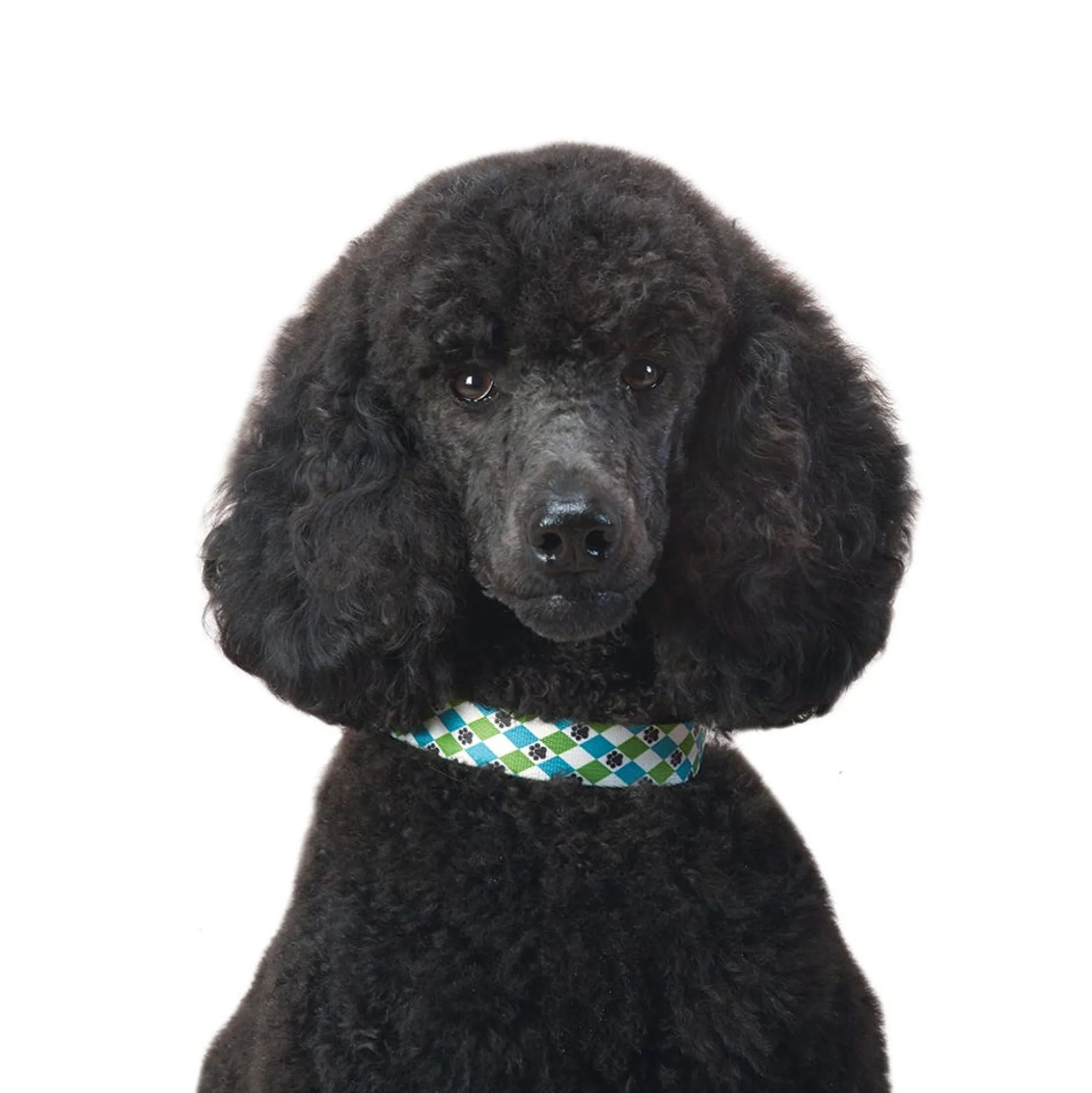 Casual Canine Pooch Patterns Dog Collars