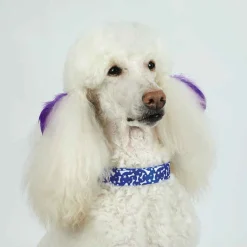 Casual Canine Pooch Patterns Dog Collars