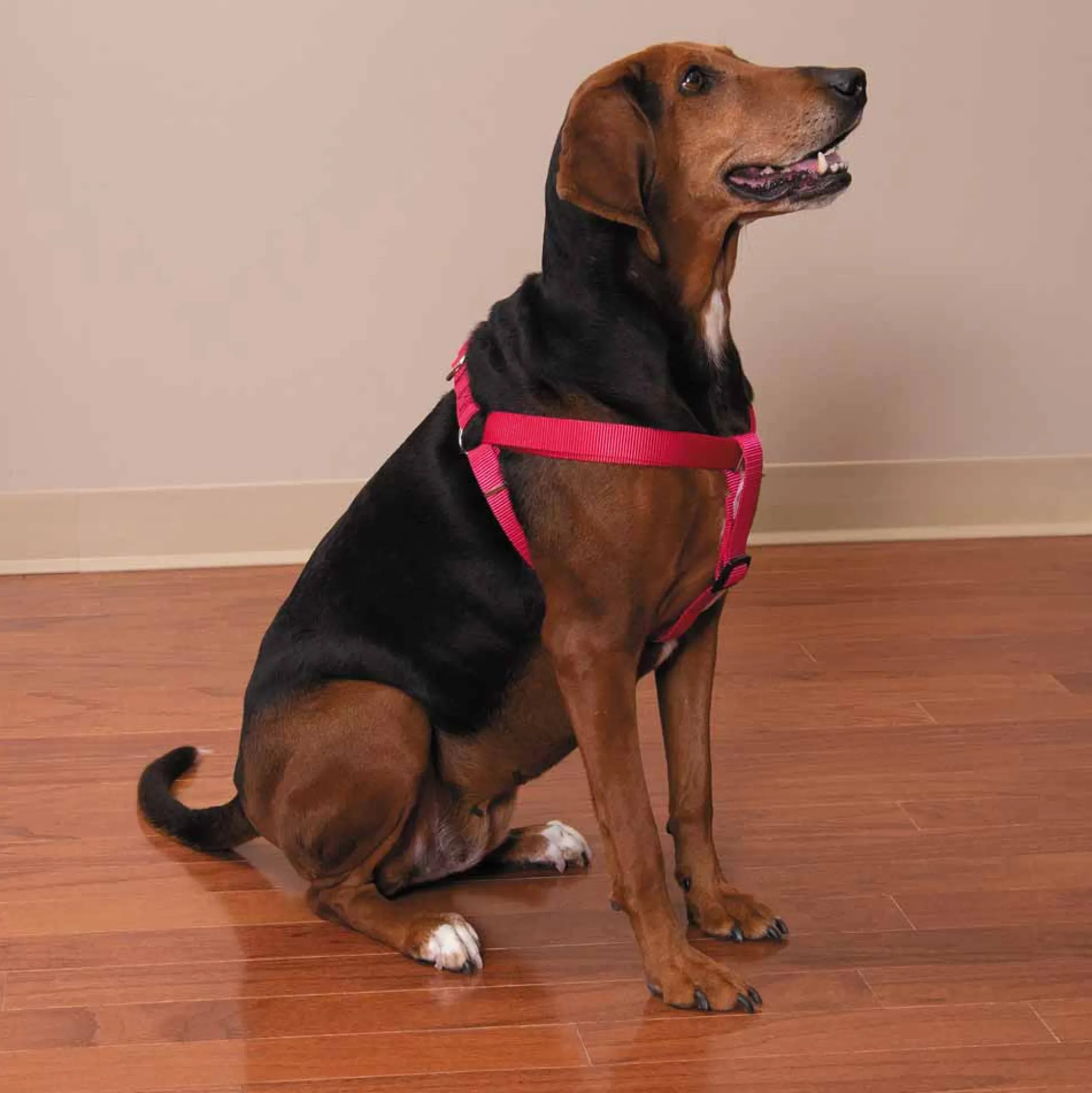 Casual Canine Two-Step Harnesses