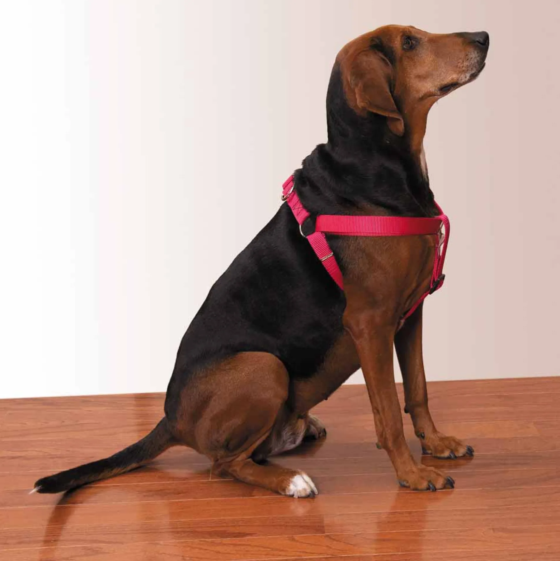 Casual Canine Two-Step Harnesses
