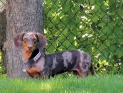 Casual Canine Two-Tone Pawprint Collars