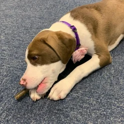Dog Treat Naturals Superfood Sticks