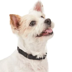 Guardian Gear Martingale Collars with Quick Release Buckle
