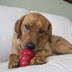 KONG Snack Treats