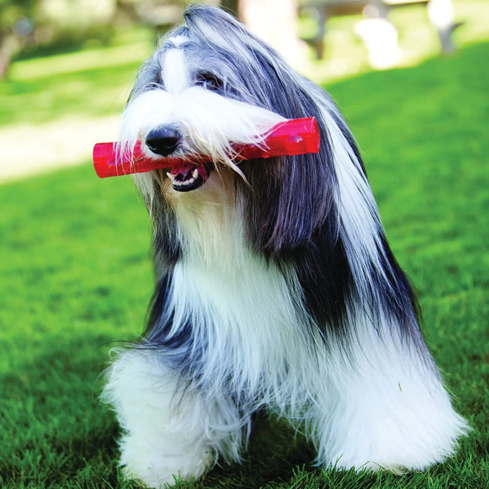 KONG Squeezz Stick