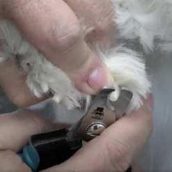 Master Grooming Tools Small Teal Ergonomic Dog Nail Clippers
