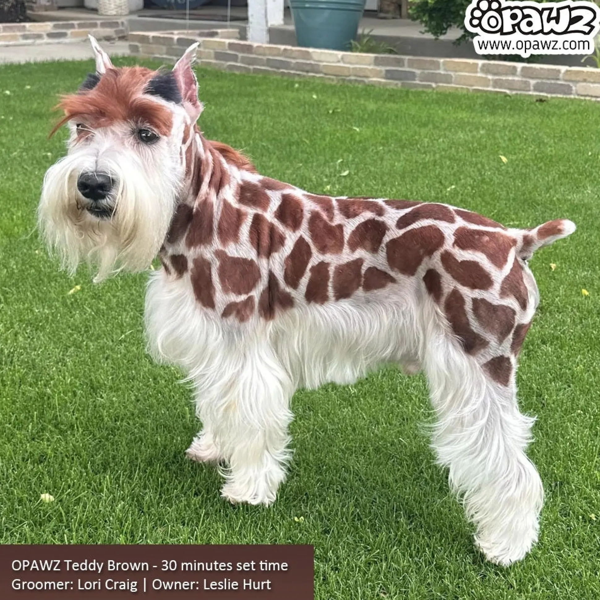 Opawz Permanent Hair Dye + Developer