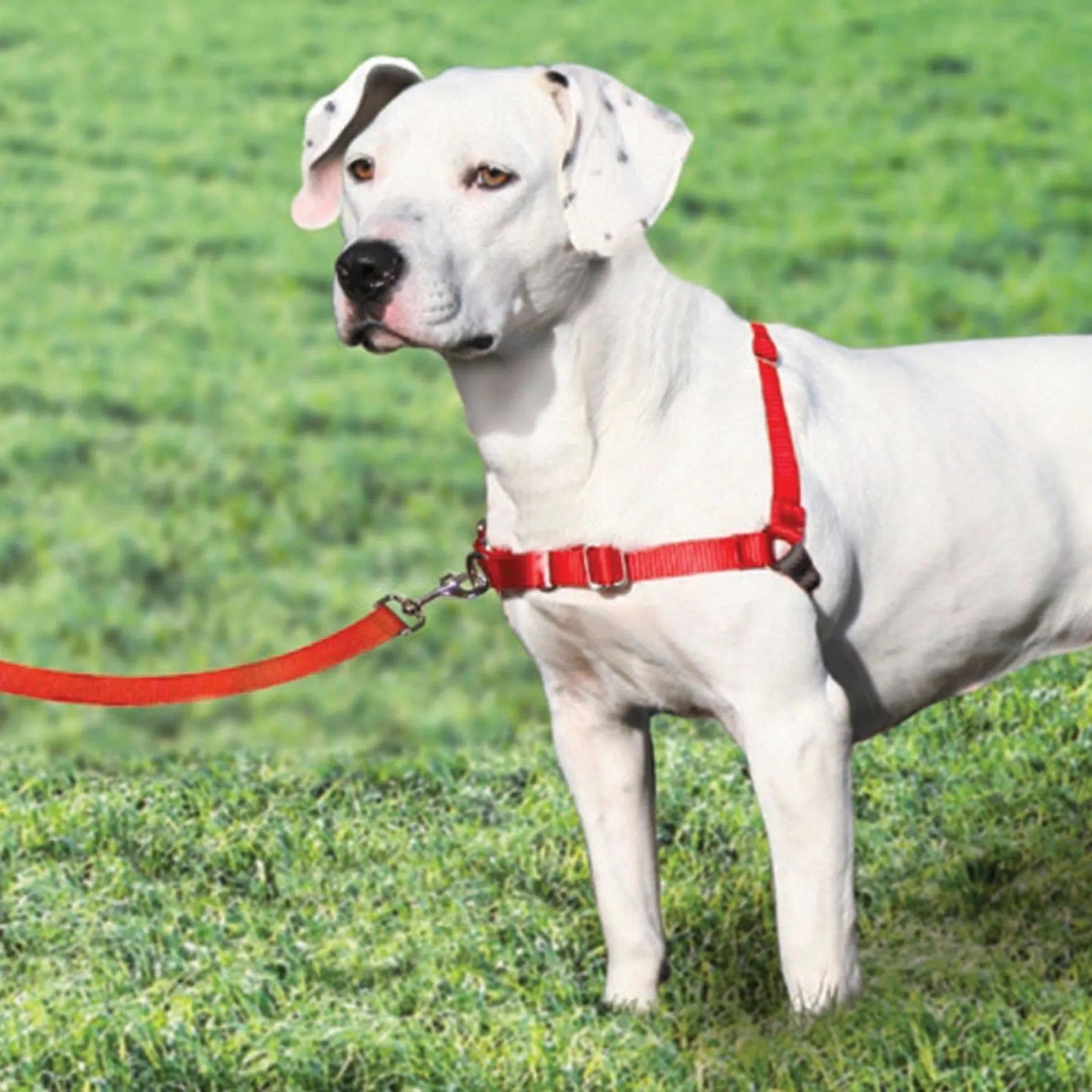 Petsafe Large Red Easy Walk Harnesses