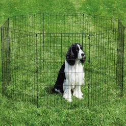 ProSelect Sure Exercise Pens