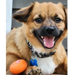 Zanies Funny Face Latex Dog Toy 6-pack